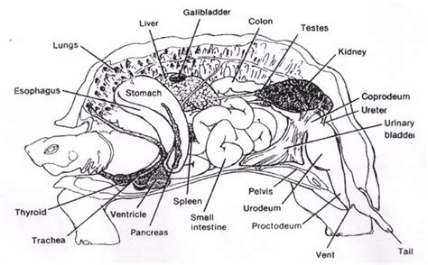This Is What A Turtle Looks Like On The Inside. It’s Not What You Think