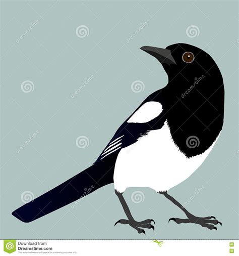 Magpie Stock Vector Image 82191364 Bird Drawings Magpie Art Bird Art