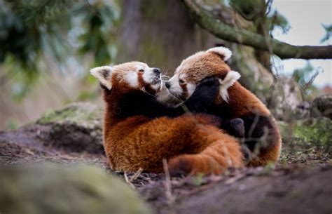 Two Red Pandas Cuddle Together In The Woods One Is Rubbing Its Head