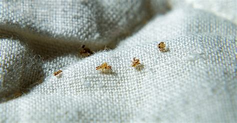 What Are Effective Pubic Lice Treatment Home Remedies