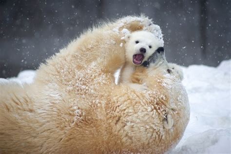 Un Bear Ably Cute Tiny Polar Bear Cubs Frolic In The Snow With Proud