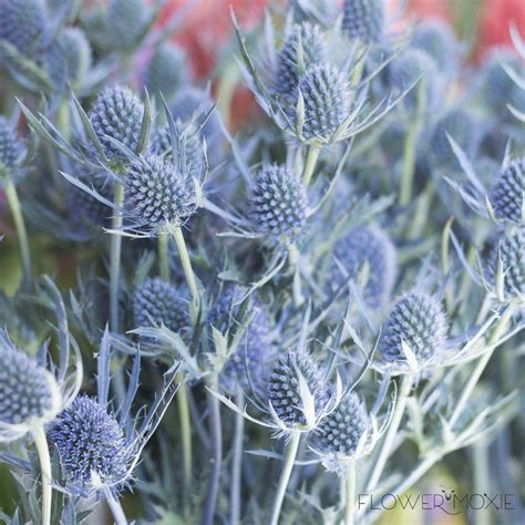 Wedding superstore is your leading supplier of discount artificial wedding flowers and artificial silk flowers for home decoration or wedding flowers. Blue Thistle FlowerDefault Title in 2020 | Wholesale ...