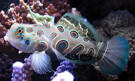 Worlds Most Beautiful And Rare Fishes Rare Fish Saltwater Aquarium