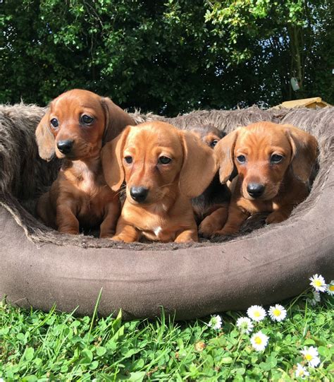 Cute puppies is a small breeder of miniature dachshunds. Dachshund Puppies For Sale | Leesburg, VA #196188