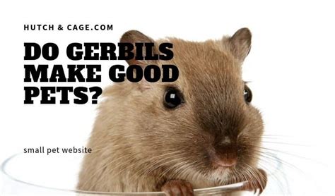 Do Gerbils Make Good Pets? Are They Good Pets For Children ...