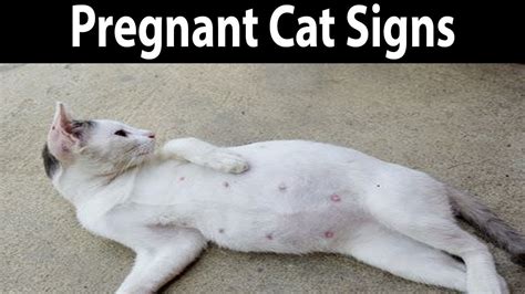 How To Spot The Early Signs Of Cat Pregnancy Youtube