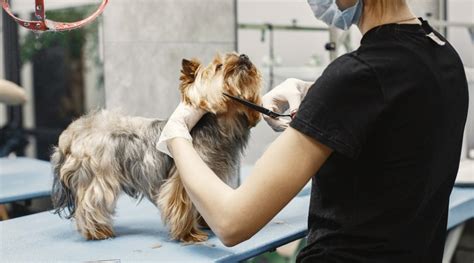 Its Your Dogs Grooming Day Heres A List Of Top 10 Dog Groomers In