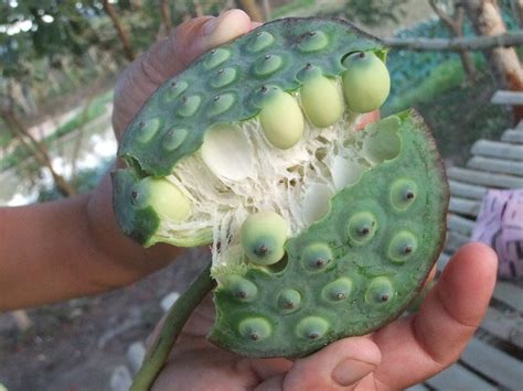 Lotus Seed As The Pod Of The Lotus Matures To A Dry Brown And Its Compartments Open Up It Bends