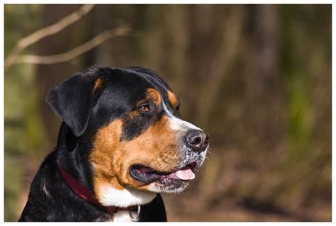 Porträt Großer Schweizer Sennenhund Foto And Bild Tiere Haustiere