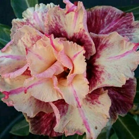 Jual Grafting Adenium Kamboja Jepang Desert Rose Golden Year Di Lapak Umair Garden Bukalapak