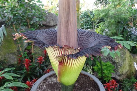 Carrion flowers, also known as corpse flowers or stinking flowers, are flowers that emit an odor that smells like rotting flesh. Corpse Flower: Just How Smelly Is Edmonton's Stinkiest ...