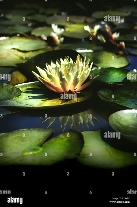Yellow Water Lily With Reflection Stock Photo Alamy
