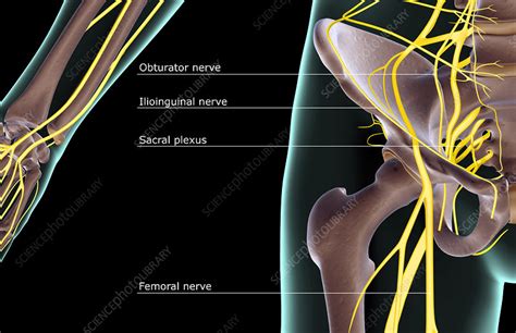 The Nerves Of The Hip Stock Image F0014120 Science Photo Library