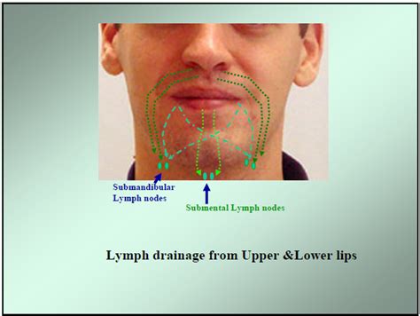 Dentistry Lectures For Mfdsmjdfnbdeore Lymphatic Drainage Of The