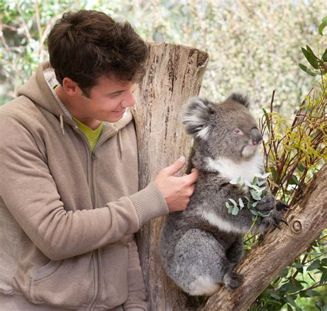 Koala Bears As Pets Pet Ponder