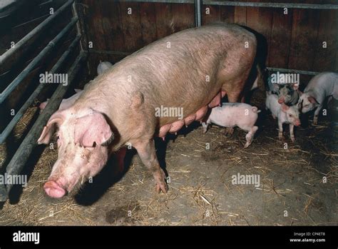 Suina Breeding Hi Res Stock Photography And Images Alamy