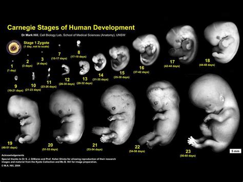 Pregnancy and human fetal development begin at the moment of conception. Pregnancies Under 18 Years in Guatemala