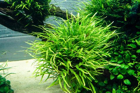 Can Java Fern Grow Out Of Water Growing Aquatic Ferns