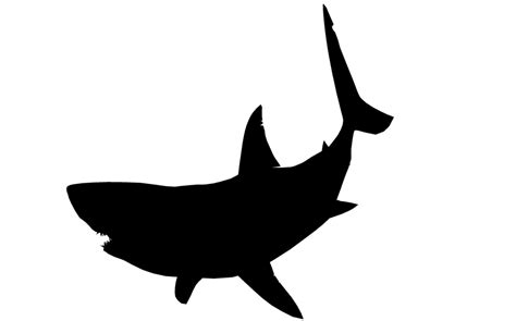 Clipart shark baby shark, Clipart shark baby shark Transparent FREE for