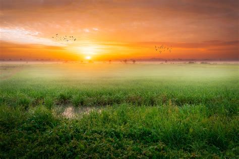 Grass Fog Sunrise Morning 4k Hd Nature 4k Wallpapers