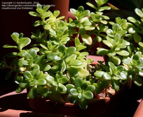 Sedum Confusum succulent nice ground cover plant fast growing