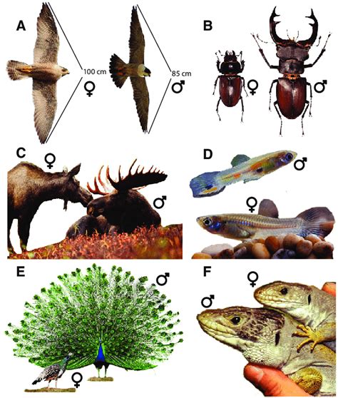 Visualization Of Some Aspects Of Sexual Dimorphism Commonly Displayed Download Scientific