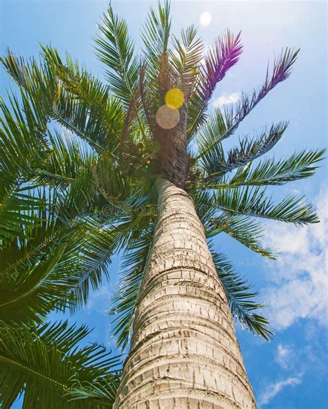 High Beautiful Palm Trees Clear Sky The Sand The Warm Tropics