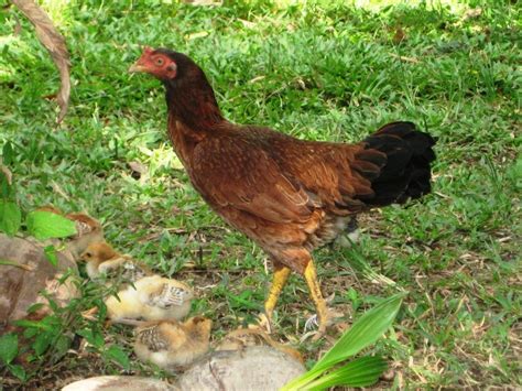 Doing something yourself rather than jus.: Malay Chickens