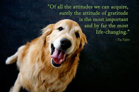 Thankful Dog Quotes Quotesgram