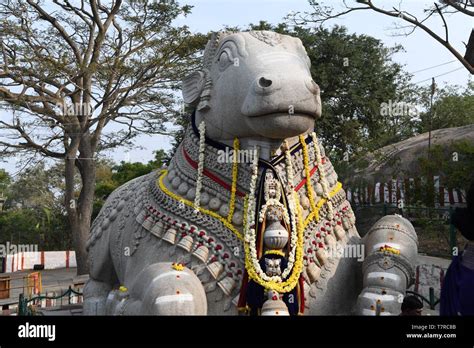 Nandi Bull Statue In Chamundi Hills Mysore Southern India Stock
