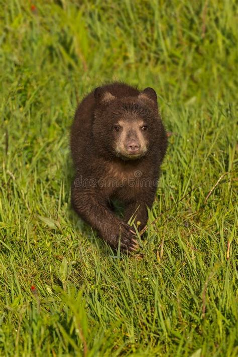 Black Bear Cub Ursus Americanus Runs Forward Through Grass Stock Photo