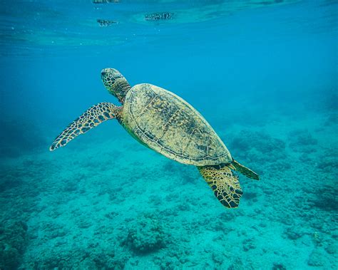 Sea Turtle Kauai Photography By Brian Luke Seaward