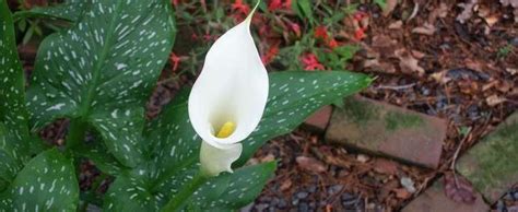 May 11, 2015 9:20 am. Zantedeschia Species, Spotted Calla Lily, White Spotted ...