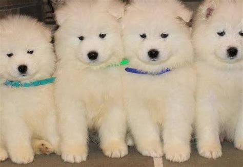 Samoyed Puppies Dogs For Sale Price