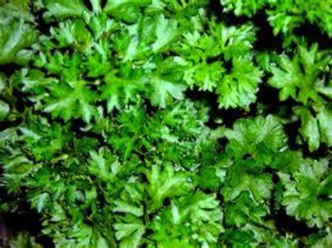 Fresh parsley only lasts about two weeks when kept in the refrigerator. Jual bumbu, sayur mayur dan buah-buahan: Jual Daun Parsley