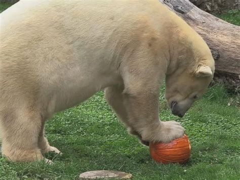 Halloween Treats Surprise Animals At Chicago Zoo Abc News