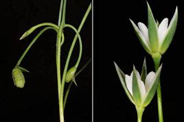 Mesothelioma is a cancer of the mesothelial cells that line a number of internal organs. Safe haven for endangered flowers | ISRAEL21c