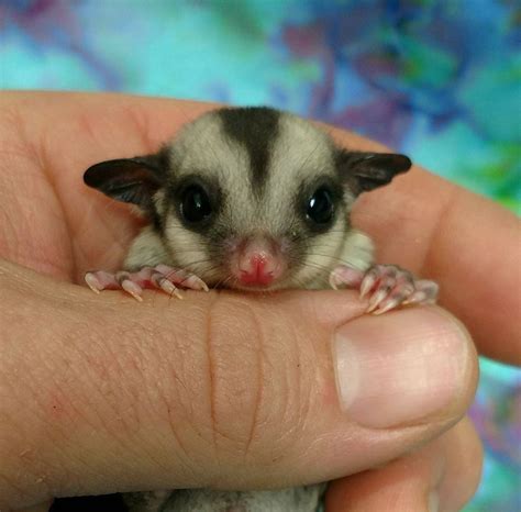 Toys, food, enrichment items, and anything else you may need. Carolina Sugar Gliders