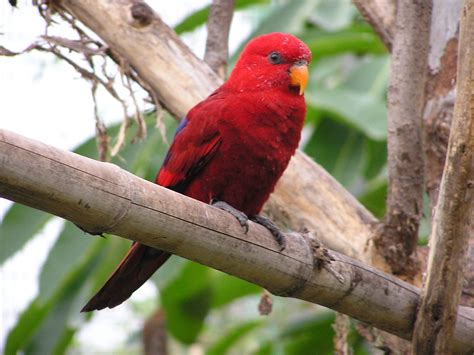 Lory Parrot Bird Tropical 1 Wallpapers Hd Desktop And Mobile
