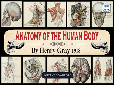 Anatomy Of The Human Body By Henry Gray 1918 Medical Etsy