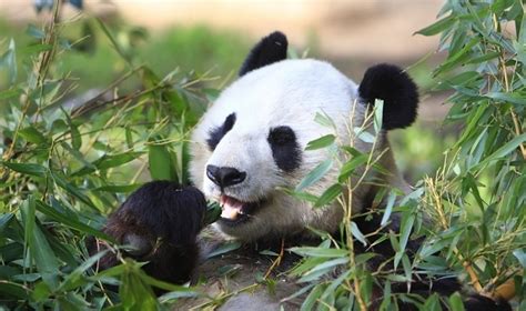 What Do Pandas Eat Besides Bamboo