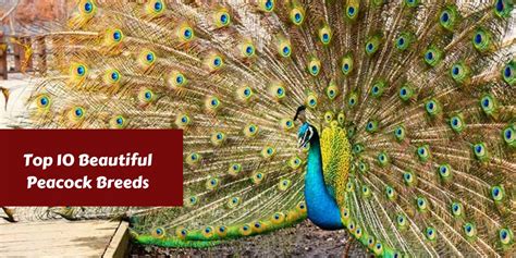 Top 10 Beautiful Peacock Breeds
