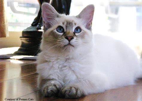 The typical eye color for lilac point ragdolls is blue. Azureys Cats - Balinese Lynx Information