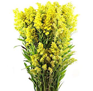 Maybe you would like to learn more about one of these? flowers for flower lovers.: Solidago flowers.
