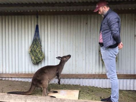 Kangaroos Communicate With Humans In Similar Way To Domesticated