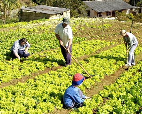 La Agricultura Familiar En Colombia Colombia Verde