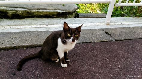 Cats Eye 夕張 北海道 There Is A Soooo Cool Cat In Yubari H Flickr