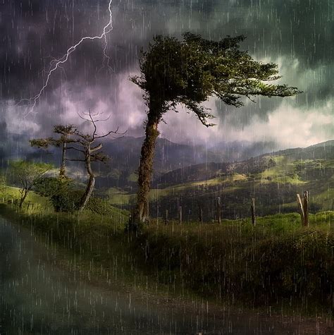 Royalty Free Photo Green Leaved Tree Under Gray Clouds During Stormy