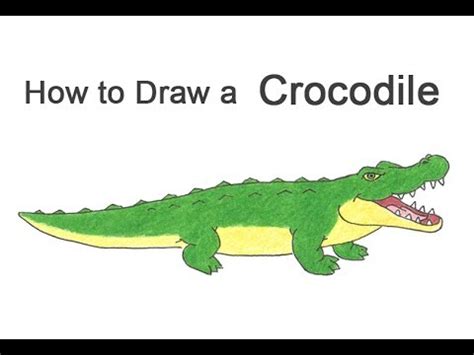 See more ideas about crocodiles, animal drawings, crocodile illustration. How to Draw a Crocodile / Alligator (Cartoon) - YouTube