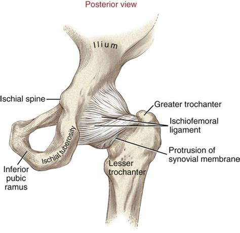 Structure And Function Of The Hip Musculoskeletal Key